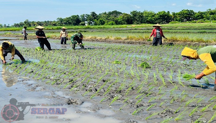 Babinsa Kaliuda Dampingi Petani Tanam Padi, Perkuat Ketahanan Pangan