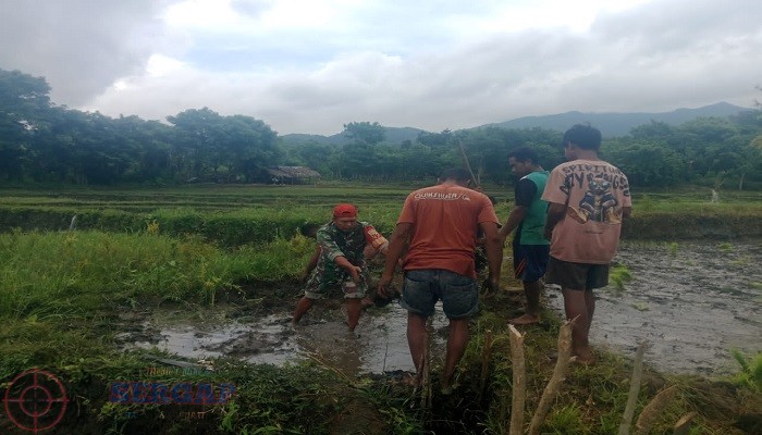 Dukung Ketahanan Pangan, Babinsa Turun Langsung ke Sawah Bersama Petani