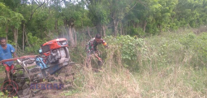 Babinsa Koramil 06/Karera Bantu Petani Bersihkan Lahan Sawah di Desa Nggongi