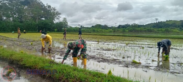 Babinsa Koramil 01/Lewa Dampingi Petani Tanam Padi di Desa Tanarara