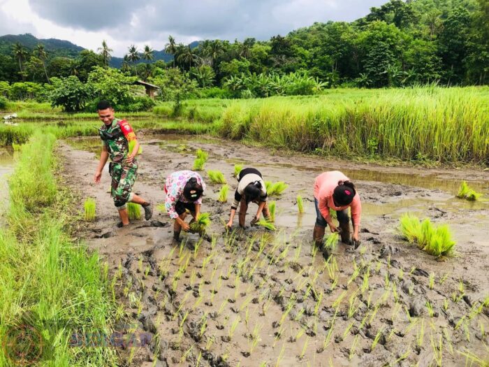 Tak Kenal Hari Libur, Babinsa Karera Bantu Petani Tanam Padi di Desa Nggongi