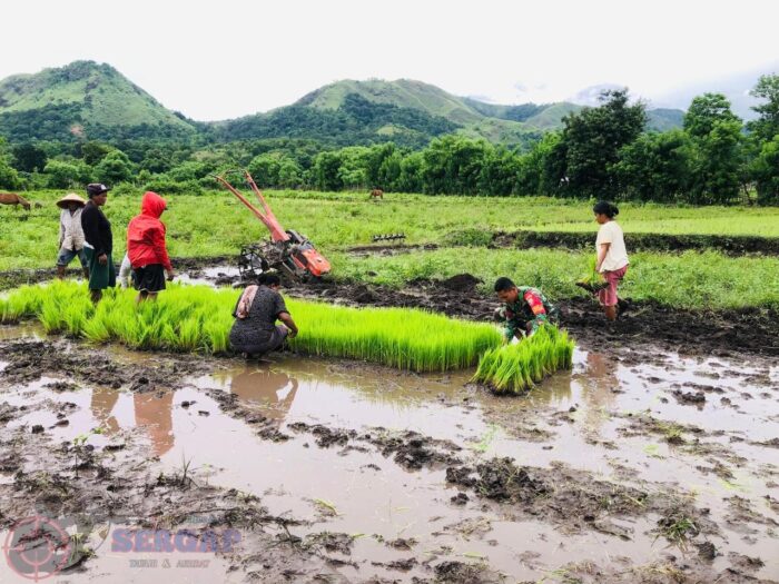 Percepat Masa Tanam, Babinsa Karera Bantu Petani Cabut Bibit Padi di Desa Nggongi