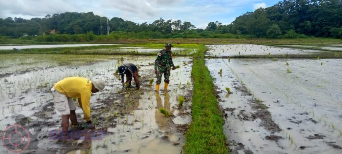 Babinsa Koramil 01/Lewa Dampingi Petani Tanam Padi di Desa Tanarara