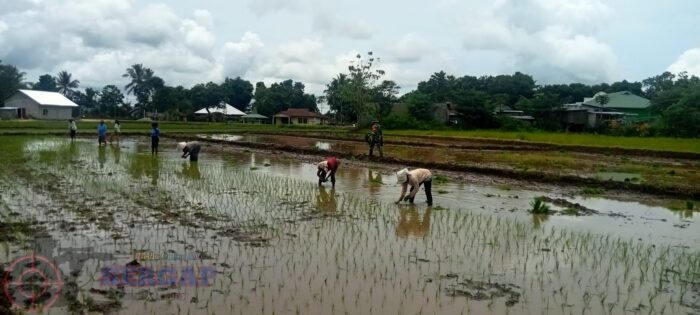 Babinsa Lewa Turun ke Sawah, Dorong Produktivitas Petani Sumba Timur
