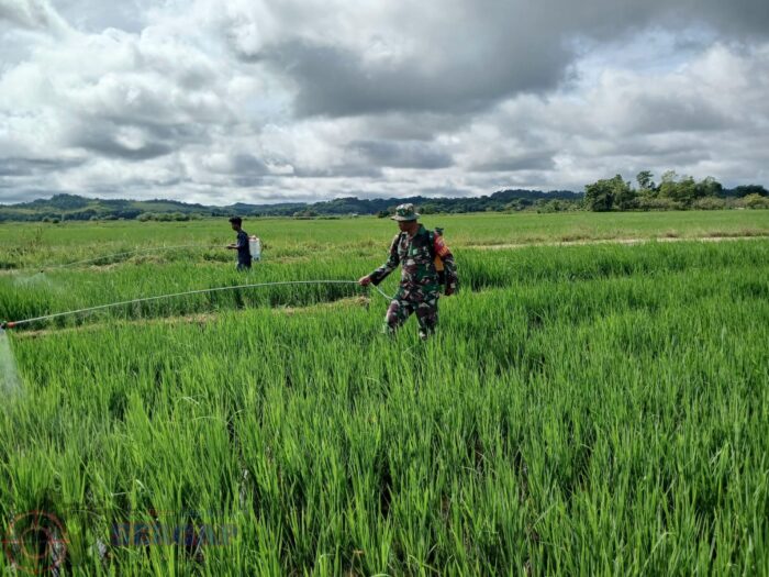 Babinsa Turun ke Sawah, TNI All Out Amankan Ketahanan Pangan