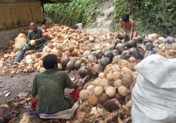 Tak Sekadar Tugas, Babinsa Ikut Produksi Kopra Bersama Petani