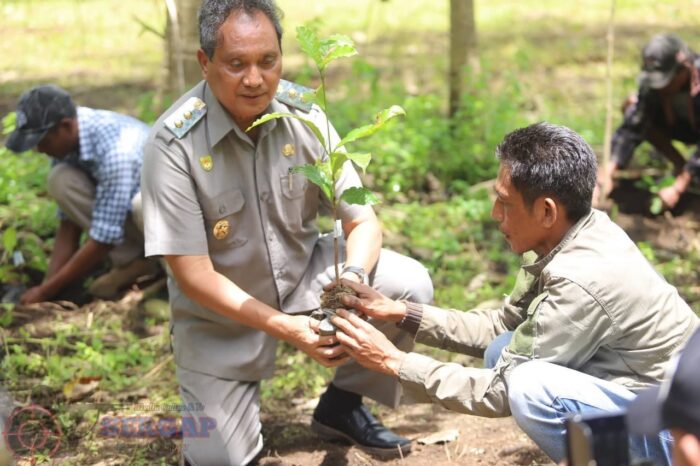 Wabup Sumba Tengah Tanam Anakan KOPI ROBUSTA Untuk Pengembangan Komoditas Sebagai Tanaman Bernilai Ekonomi.