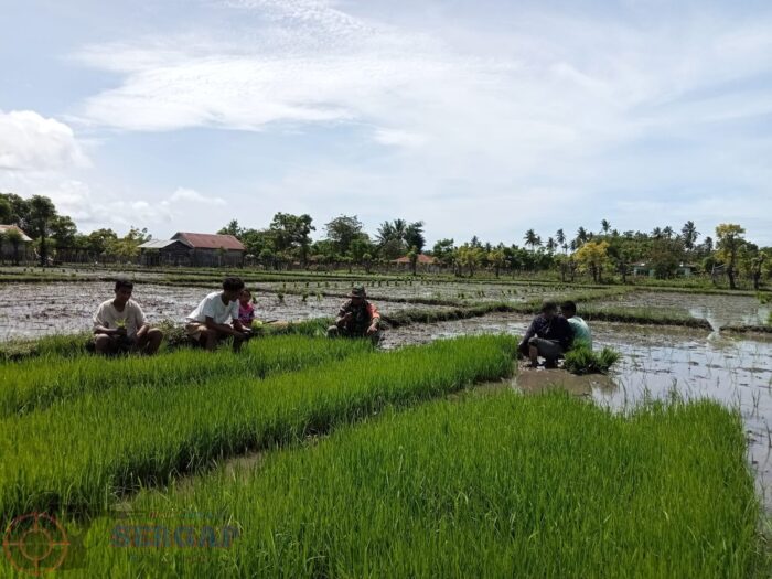 Babinsa Karera Turun ke Sawah, Percepat Masa Tanam Padi