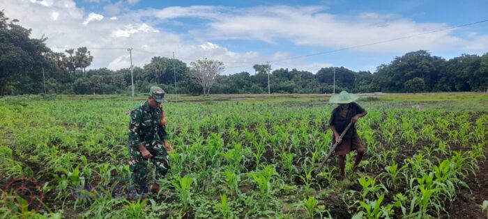 TNI Hadir di Ladang, Babinsa Bantu Petani Bersihkan Gulma