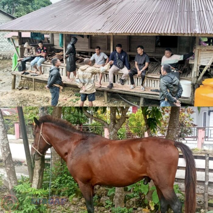 Kurang dari 24 Jam, Polres Sumba Barat Berhasil Amankan Kuda Curian, Pelaku Masih Diburu