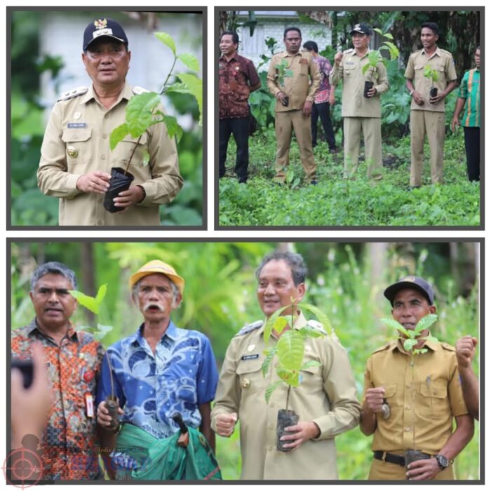 Wabup Sumba Tengah Tanam Kopi ROBUSTA, Dorong Perkebunan Jadi Solusi Pengentasan Kemiskinan