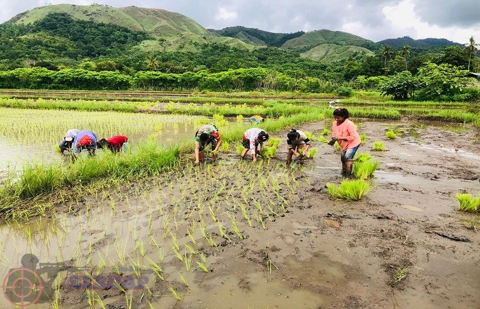 Pendampingan Babinsa Tingkatkan Semangat Petani di Sumba Timur