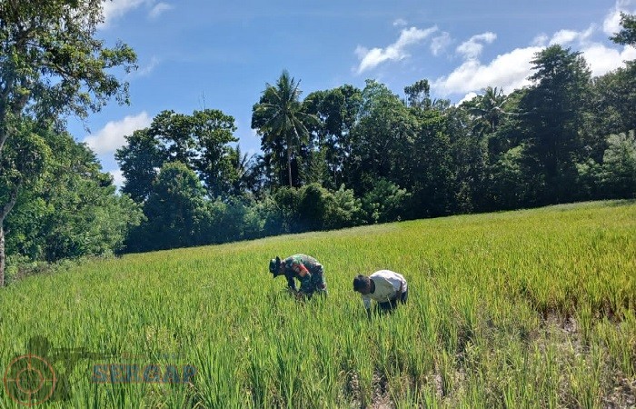 TNI Hadir di Tengah Petani, Babinsa Tabundung Bantu Kelola Lahan Sawah
