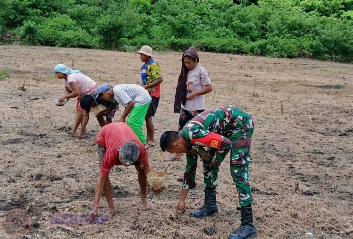 Babinsa Koramil 1601-04/Tabundung Dampingi Warga Tanam Padi di Desa Wadi Pandak