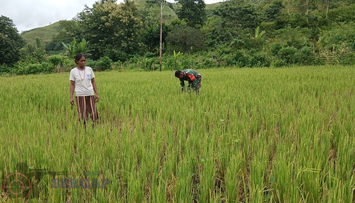 Dari Seragam ke Sawah: Babinsa Tabundung Bantu Petani Hadapi Ancaman Panen