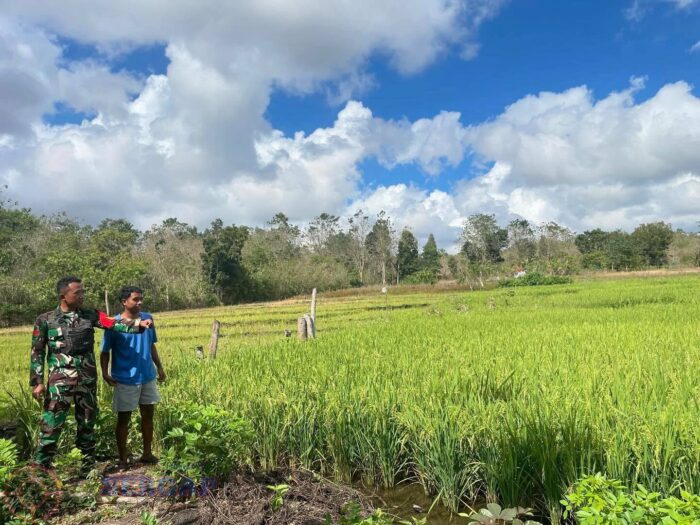 Babinsa Koramil 02/Rindi Umalulu Monitoring Sawah, Dukung Ketahanan Pangan di Wilayah Binaan