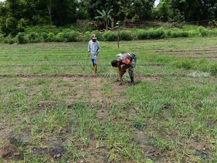 Babinsa Koramil 05/Waingapu Dampingi Petani Bersihkan Gulma Demi Ketahanan Pangan