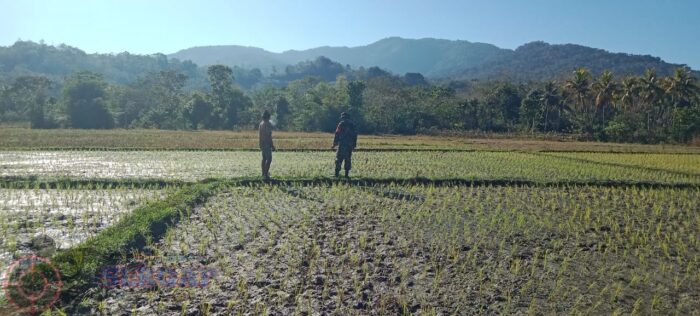 Babinsa Tabundung Dampingi Petani Pantau Lahan Padi di Desa Praingkareha