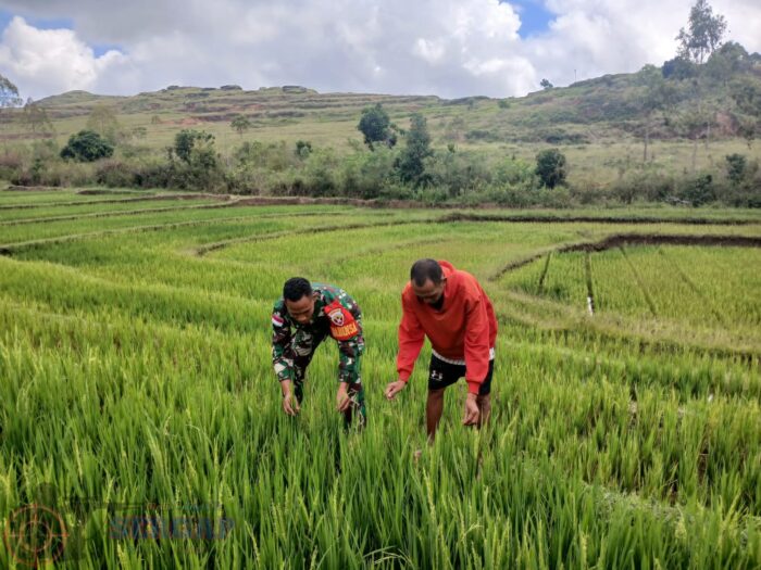 Perkuat Ketahanan Pangan, Babinsa Rutin Pantau Sawah Warga