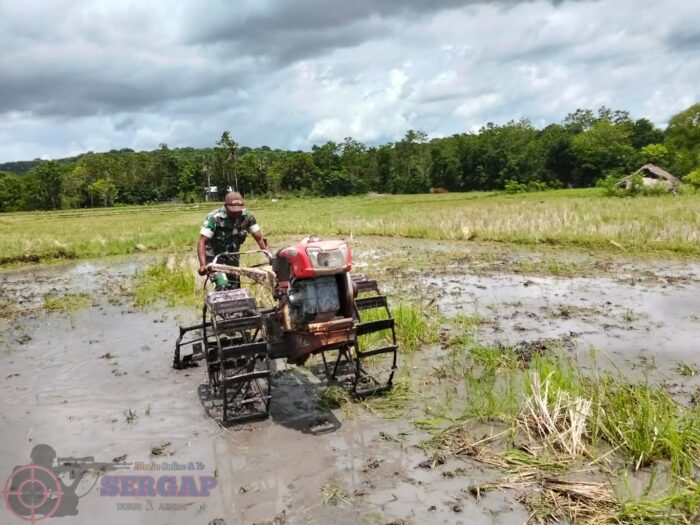 Babinsa Kodim 1601/Sumba Timur Bantu Olah Lahan Sawah Warga