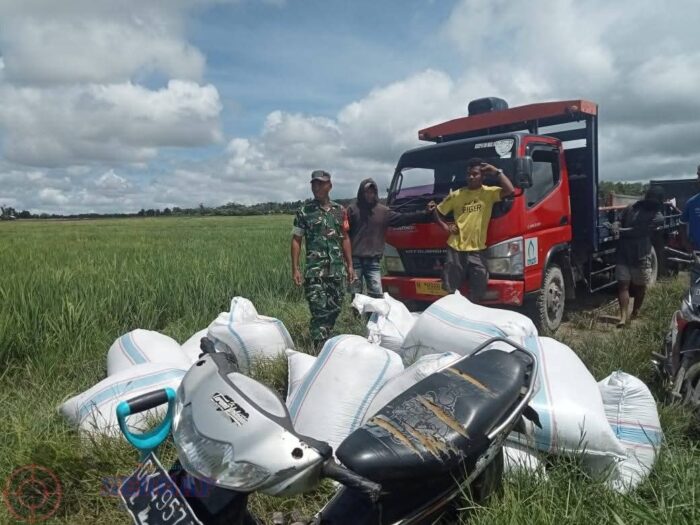 Gunakan Combine Harvester, Babinsa di Sumba Timur Percepat Panen Petani