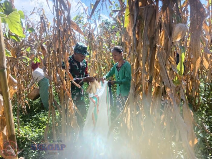 Kebersamaan di Ladang, Babinsa dan Warga Panen Jagung di Hadakamali