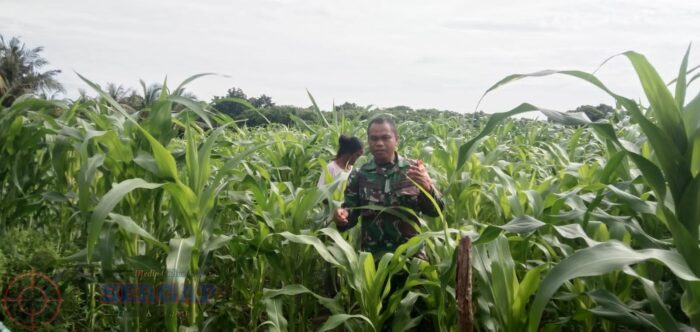 Turun ke Kebun, Babinsa Rindi Umalulu Dampingi Petani Jagung