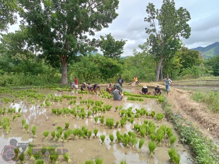 Turun ke Sawah, Babinsa Karera Bantu Persiapan Tanam Padi