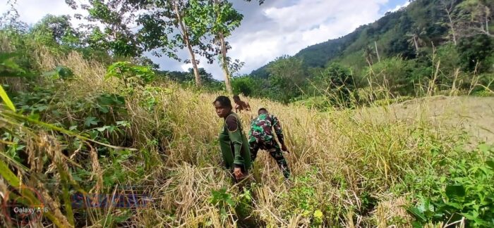 Babinsa Koramil 04/Tabundung Dampingi Petani Panen Padi di Desa Wudi Pandak