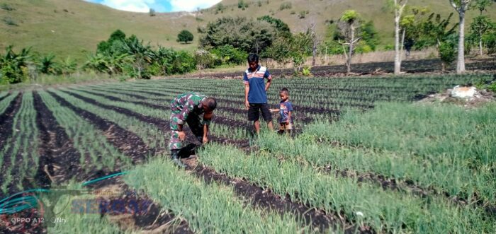 Babinsa Koramil 05/Waingapu Laksanakan Komsos dan Pantau Pertumbuhan Bawang Warga