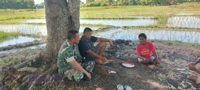 Babinsa Koramil 03/Pahunga Lodu Melaksanakan Komsos dengan Petani, Ingatkan Pentingnya Pagar Sawah