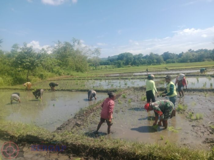 Babinsa Koramil 06/Karera Membantu Petani Tanam Padi di Desa Nangga