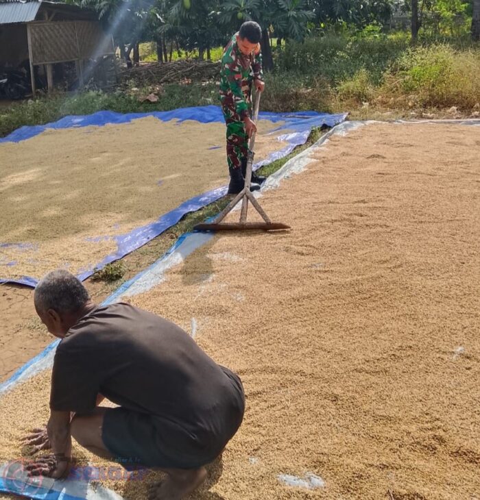 Babinsa Koramil 05/Waingapu Aktif Melaksanakan Komsos dan Bantu Warga Jemur Padi