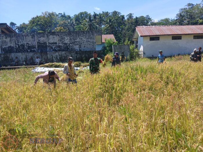 Babinsa Tabundung Bantu Petani Panen Padi, Dukung Ketahanan Pangan