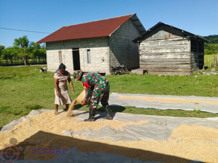 Babinsa Koramil 06/Karera Tetap Aktif di Hari Minggu, Bantu Petani Jemur Padi