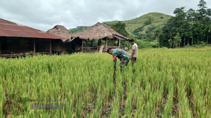 Pendampingan Babinsa di Karita, Petani Termotivasi Tingkatkan Hasil Panen