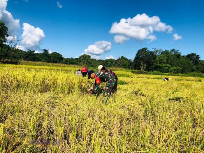 Babinsa Koramil 06/Karera Pererat Kemanunggalan Lewat Pendampingan Petani