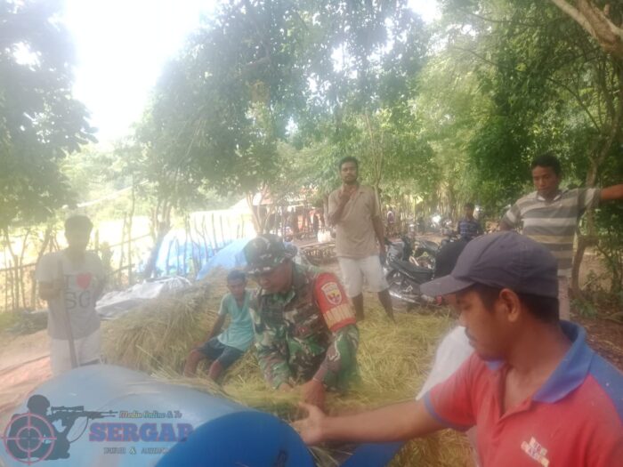 Serka Dominggus Lay Dampingi Petani Panen Padi di Sumba Timur