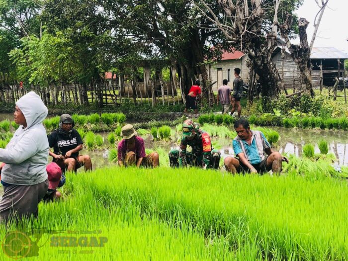 Pratu Hezron Wora Turun ke Sawah, Dukung Ketahanan Pangan