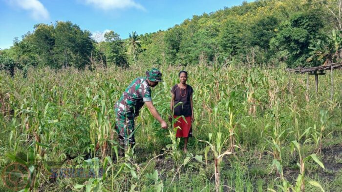 Cegah Gagal Panen, Babinsa dan Petani Kolaborasi Tangani Jagung Bermasalah