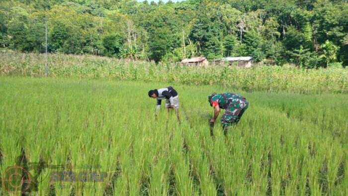 Bersihkan Gulma, Babinsa dan Petani di Tabundung Tingkatkan Produktivitas Padi