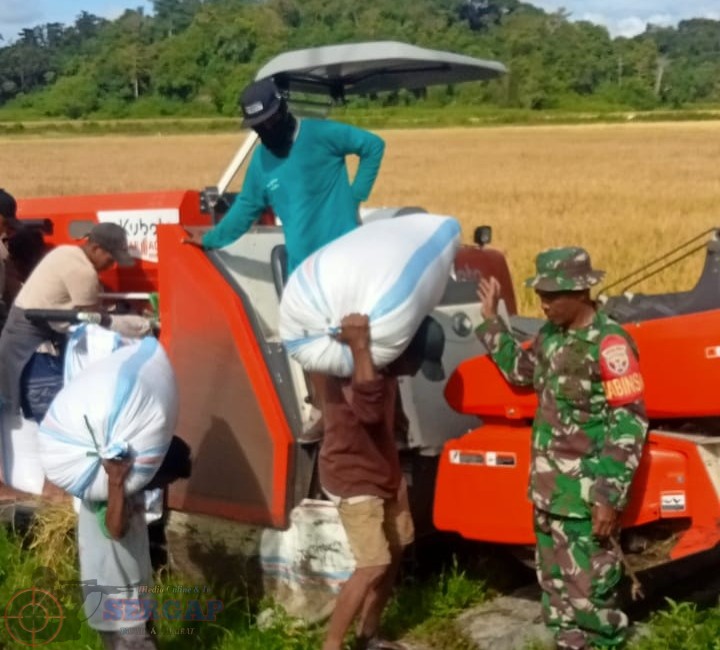 Wujud Kepedulian TNI, Babinsa Lewa Terlibat Langsung Panen Padi