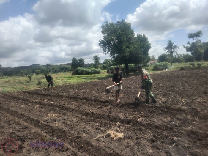 Manfaatkan Lahan Kosong, Babinsa Ajak Warga Kembangkan Kebun Sayur