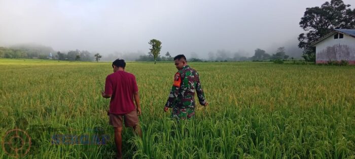 Babinsa Koramil 1601-04/Tabundung Pantau Pertumbuhan Padi di Desa Karita