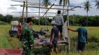 Babinsa Koramil 05/Waingapu Aktif Bantu Petani Panen Modern di Kambera