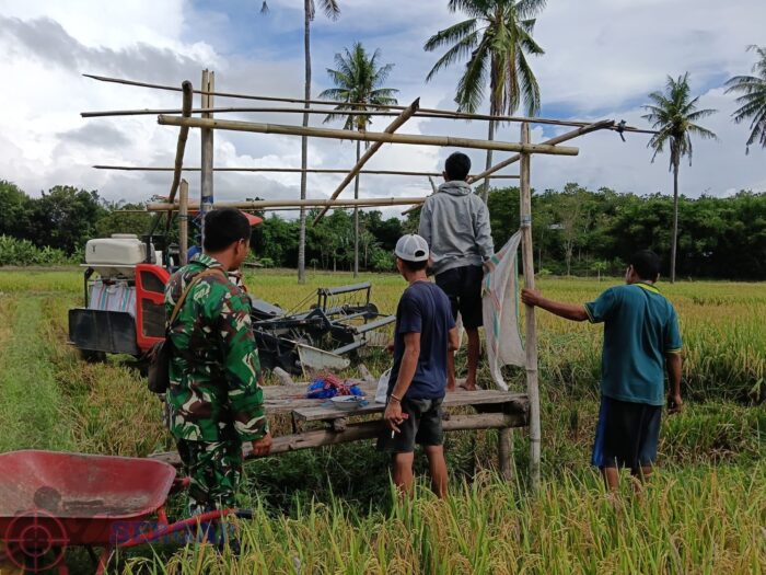 Babinsa Koramil 05/Waingapu Aktif Bantu Petani Panen Modern di Kambera