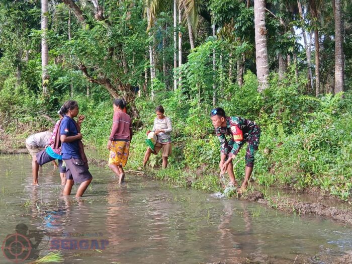 Babinsa Koramil 1601-04/Tabundung Membantu Warga Tanam Padi di Praingkareha