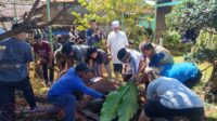Teddy Meilwansyah Kembali Laksanakan Kurban di Rumah Almarhum Kuryana Azis, 2 Sapi Dikurbankan.