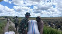 Dukung Ketahanan Pangan, Babinsa Turun Langsung Bantu Panen Padi Warga