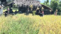 Sertu Junus Ratu Dampingi Petani Panen Padi di Desa Kakaha